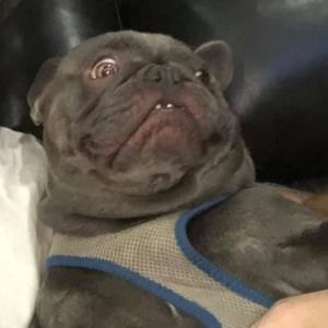 Meet your Posher, Lance